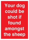 your-dog-could-be-shot-if-found-amongst-the-sheep~